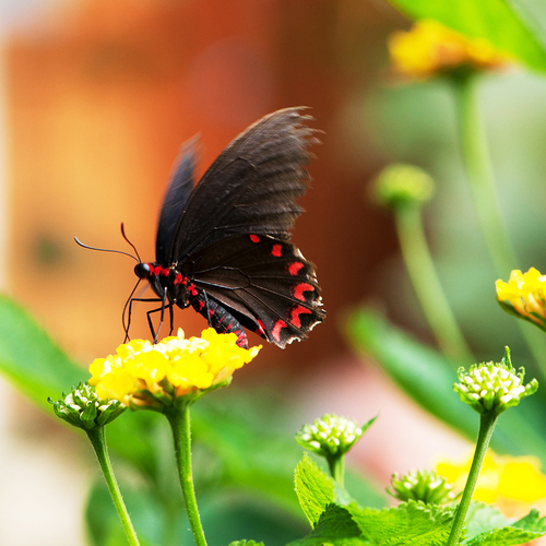 Papillon sur une île ...