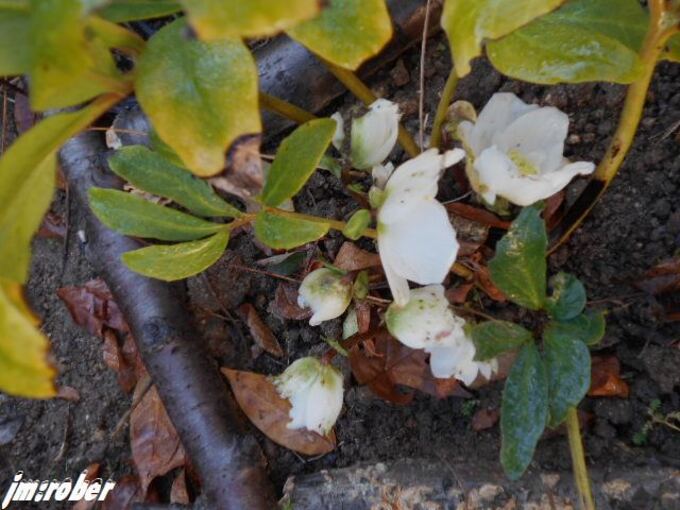 L'helleborus niger ou rose de Noël à sa légende