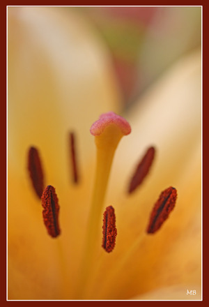 Fleurs des jardins