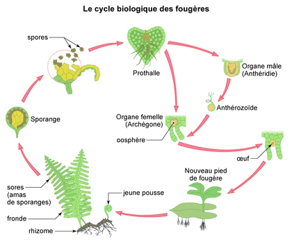 cycle les fougères