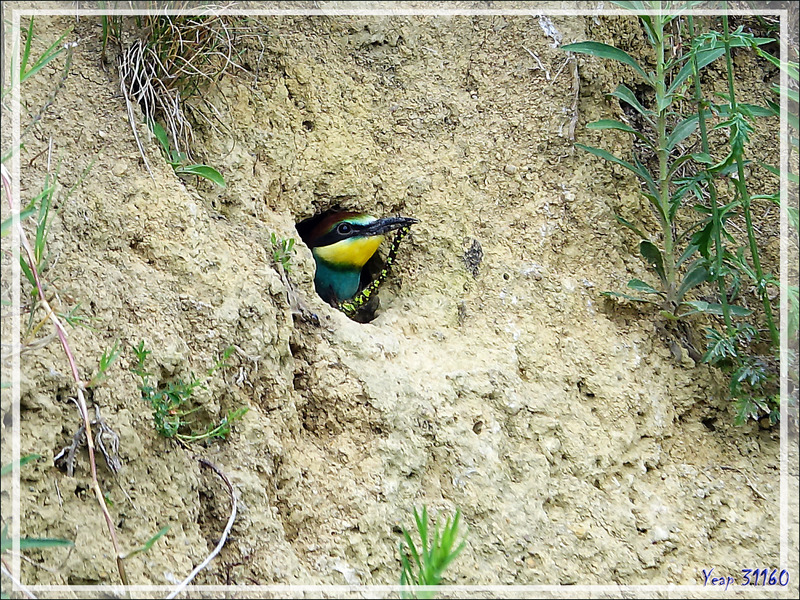 Guêpier d'Europe, European Bee-eater (Merops apiaster) - Rouède - 31