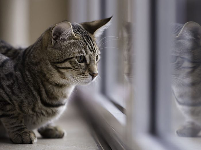 Les chats d'intérieur ont moins d'impact sur la faune.