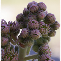 Sempervivum tectorum