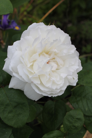 Potager fleuri : rosier blanc 'Winchester Cathedral' en bordure
