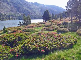 Des merveilles au pays d'Alysse - Le Tour du Coronat - 2eme jour L'Estany del Clot (1.640 m) - Lac de Nohèdes ou Gorg Estelat (2.022 m) - Lac d'Evol ou Gorg Nègre (2.083 m) - Jujols (940 m) 20 kms.