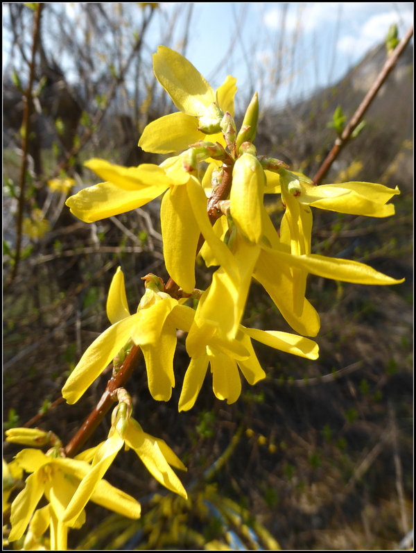 Un peu de printemps....