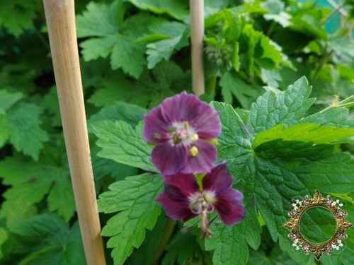 les nouvelles du jardin 