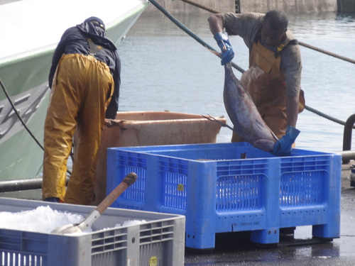 Retour de la peche aux thons sur le port de la Turballe