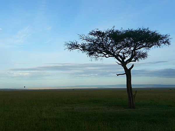 Masaï Mara arbre