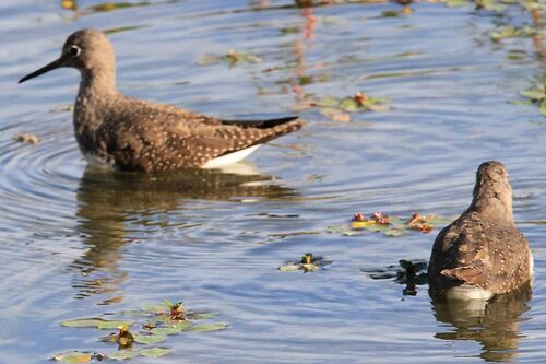 Chevalier Culblanc (Green Sandpiper)