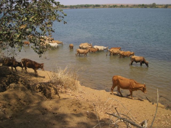 Mali Les vaches au bain