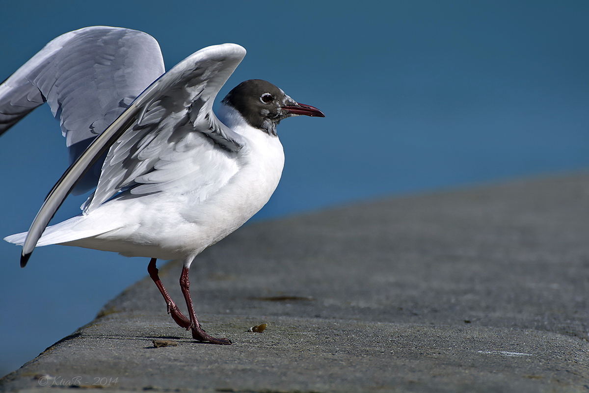 Mouette rieuse