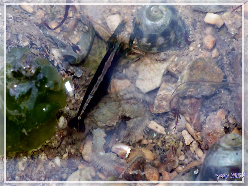 Minuscule crevette ou larve de ??? dans une flaque d'eau à marée basse - Fort du Grouin - Loix - Île de Ré - 17