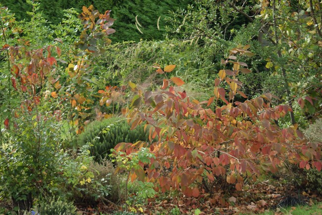 loropetalum chinensis 'Blush' + viburnum plicatum 'Mariesii'