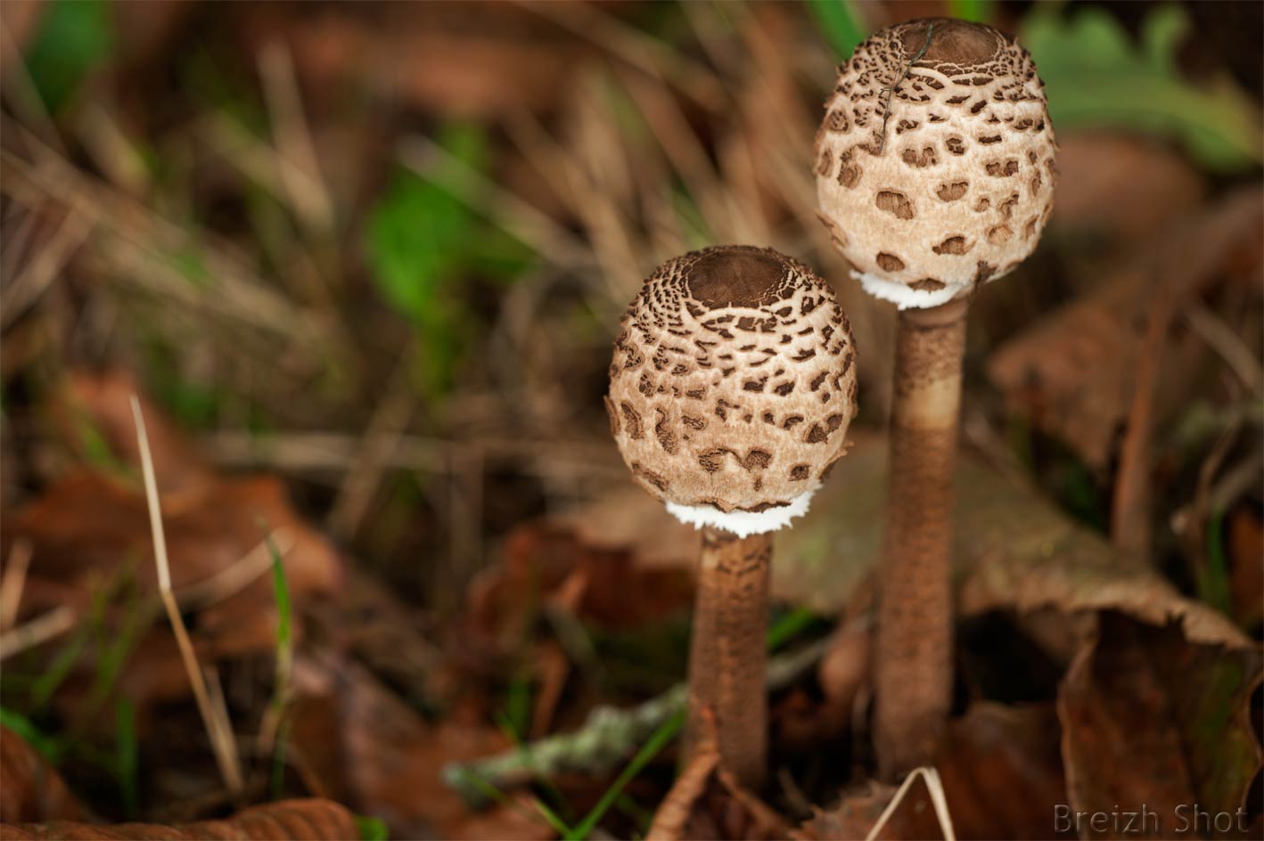 La coulemelle ce beau et délicieux champignon - Photos 2 Breizh