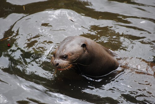 La loutre géante.