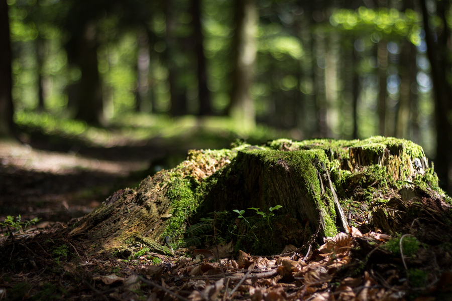 Forêt Marlhes