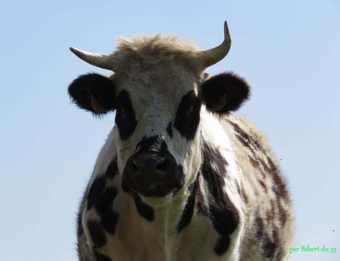 des vaches curieuses !