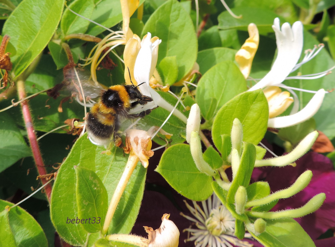 un bourdon sur une fleur !