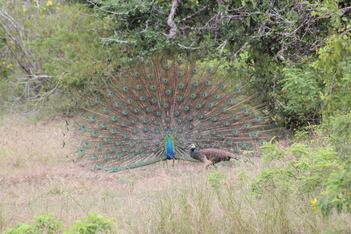 Tissamaharama et le parc de Yala du 25 au 26 février 2015