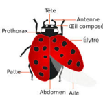 La coccinelle