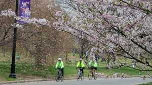 walking bicycle cherry blossoms bicycle 