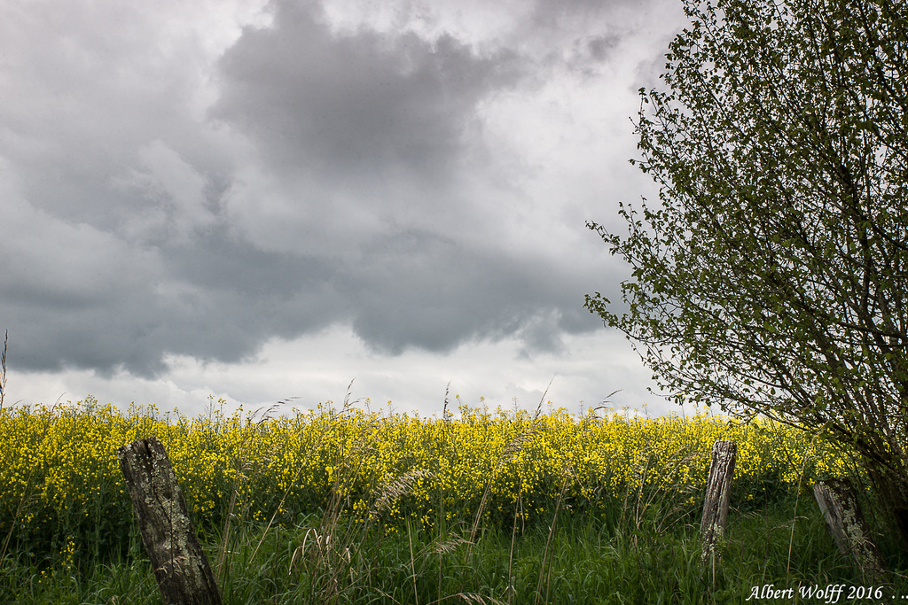 De jaune en gris