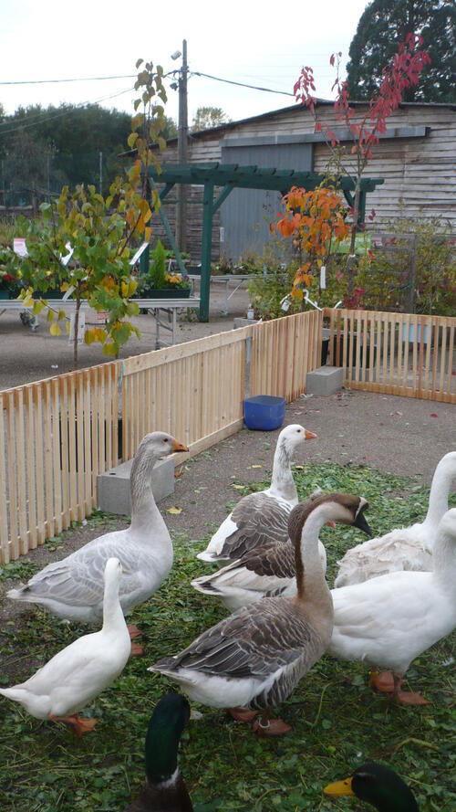 Les animaux de la jardinerie 