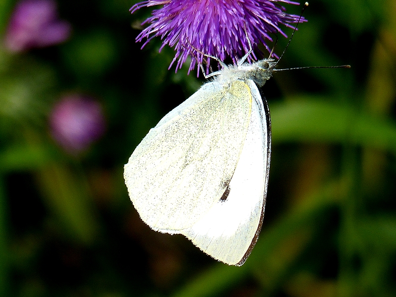 Macro Metz parc