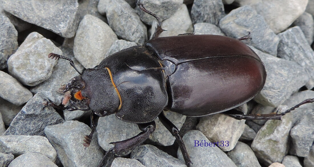 un scarabée de cet été