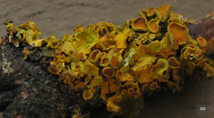 branchette lichen jaune Avers