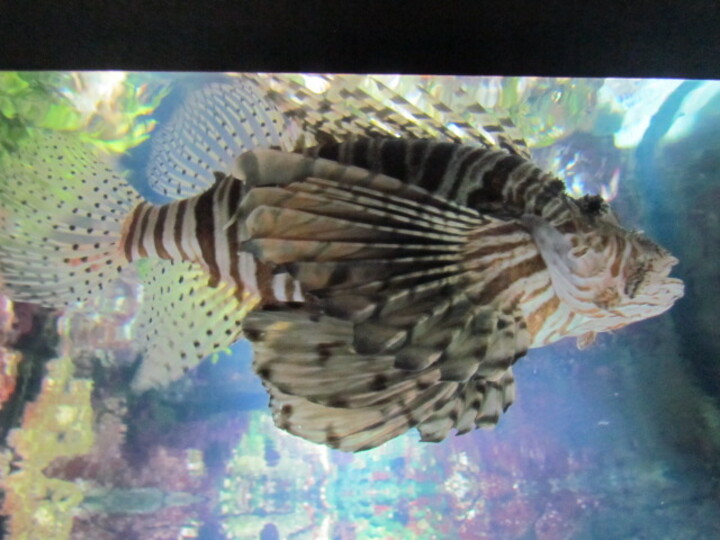 L'AQUARIUM DE LA ROCHELLE . 17 000 . CHARENTE MARITIME .