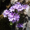 Erine des Alpes (Erinus alpinus)