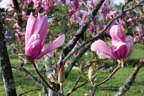 Magnolia liliiflora 