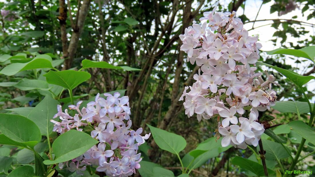 Nos fleurs du jardin