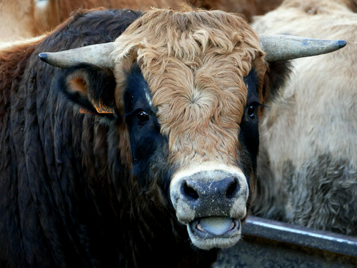 Sous le regard des Vaches 