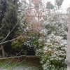 Neige dans le jardin février 2015