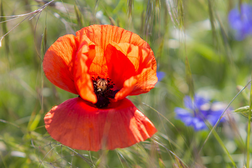 coquelicot