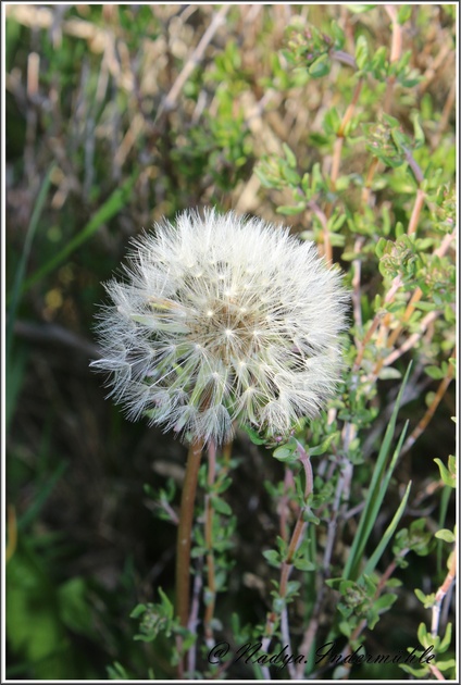 Pissenlit en fleur