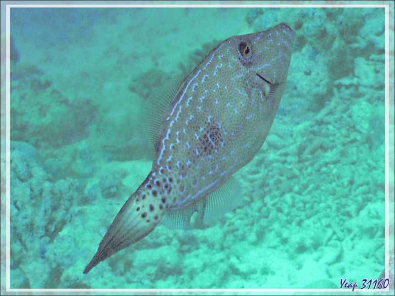  Snorkeling : Poisson lime gribouillé, Scrawled filefish, Scribbed leatherjacket (Aluterus scriptus) - Moofushi - Atoll d'Ari - Maldives