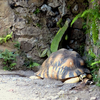 En compagnie de la tortue étoilée (4) - Photo : Olivia (2015)