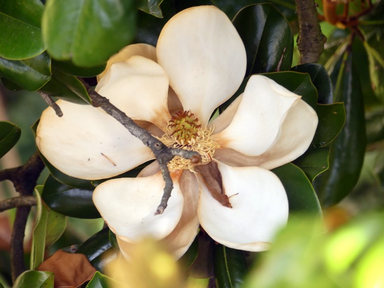 Fleur de magnolia ouverte