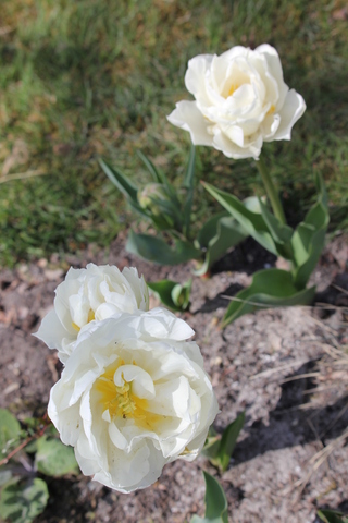 Tulipes doubles blanches