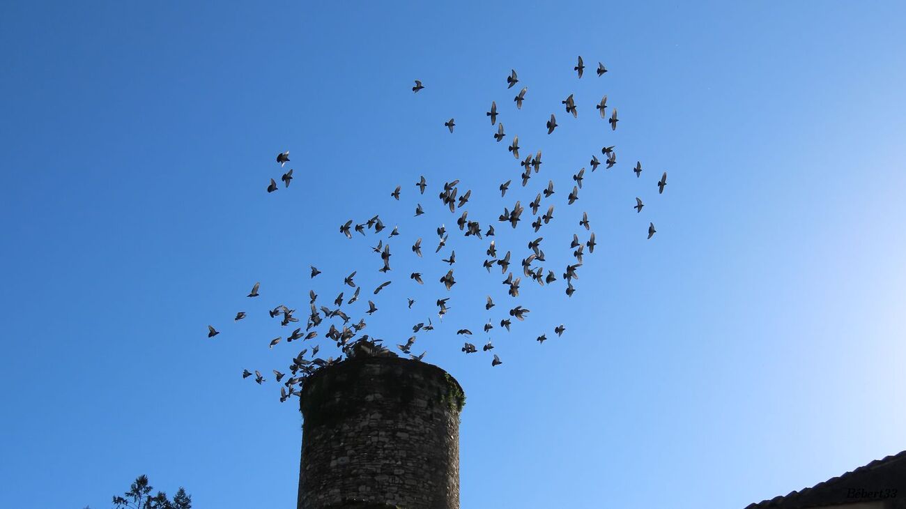 oiseaux à Sauveterre du Béarn