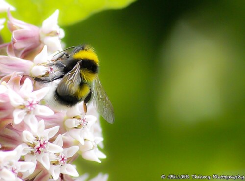 Bourdon et abeilles sur l'herbe à perruches ( Asclepias cornuti ) -juin 2015