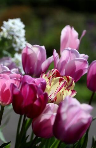 Tulipes Promesse de Fleurs (2/3) : Holland Beauty + Mistress