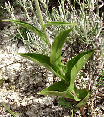 Epipactis atrorubens - épipactis pourpre