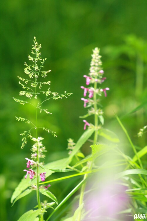 Pyrénées : la flore fin mai 2014