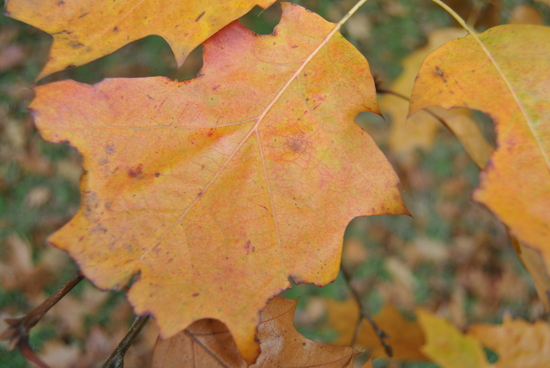 parc de l'yser octobre 2014