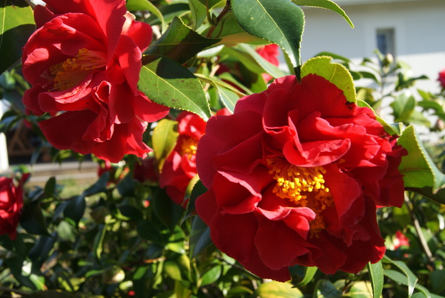 camellia x williamsii ' Blood of China '